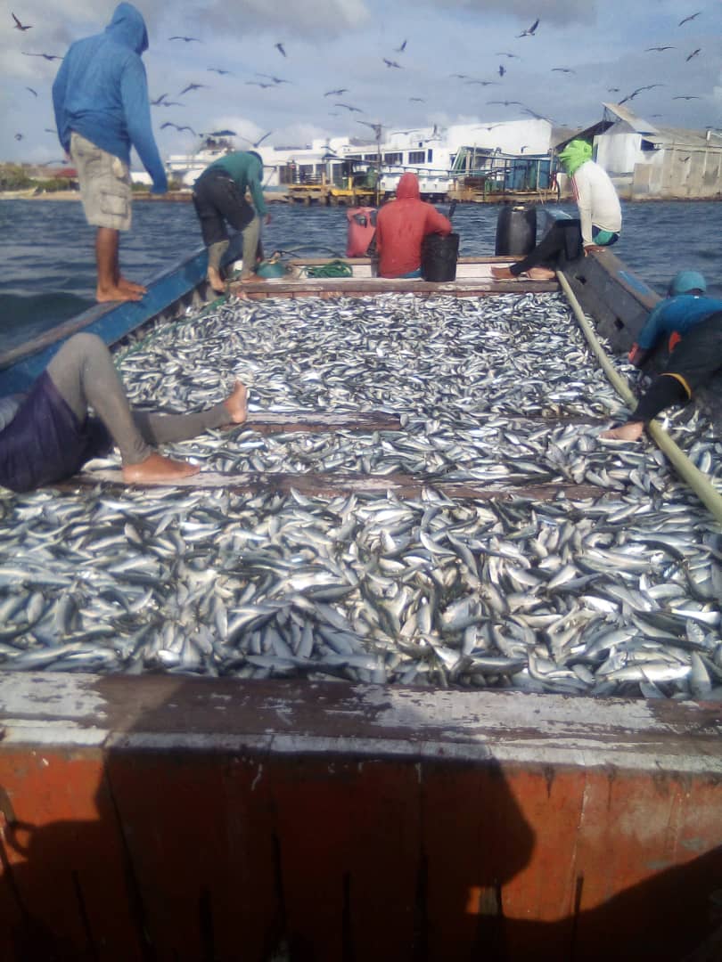 Pescadores cochenses faenarán con medidas para evitar Covid-19
