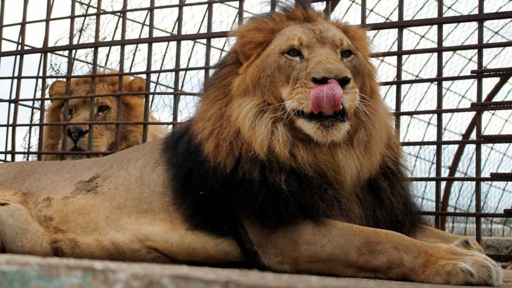 Visita estos zoológicos 