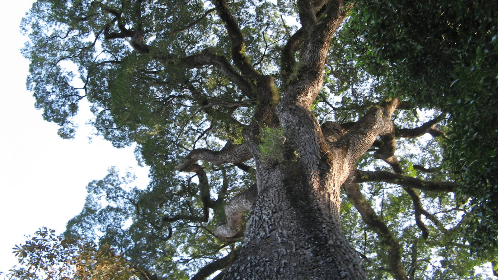 Conoce los árboles más antiguos que hay en el mundo