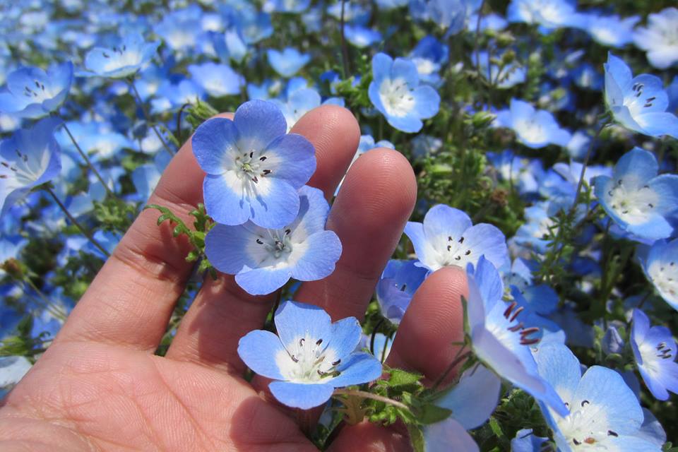 Observa las casi cinco millones de nemophilas que acaban de florecer en Japón 