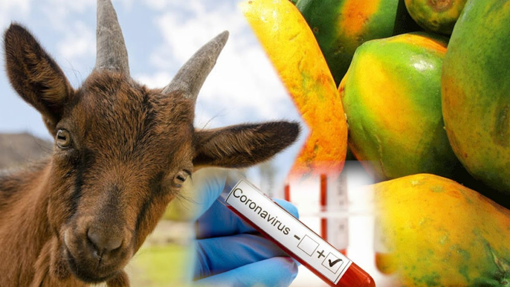 Una cabra y una lechosa dan positivo al test de coronavirus en Tanzania