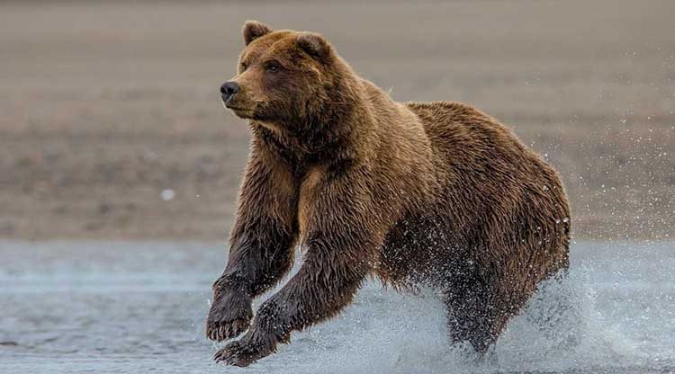 Captan a un enorme oso corriendo en una ciudad de Rusia