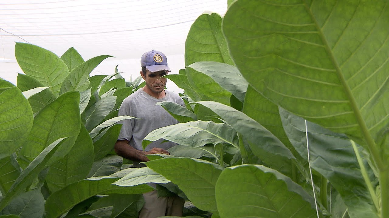 Cultivan tabaco para rescatar antigua tradición margariteña