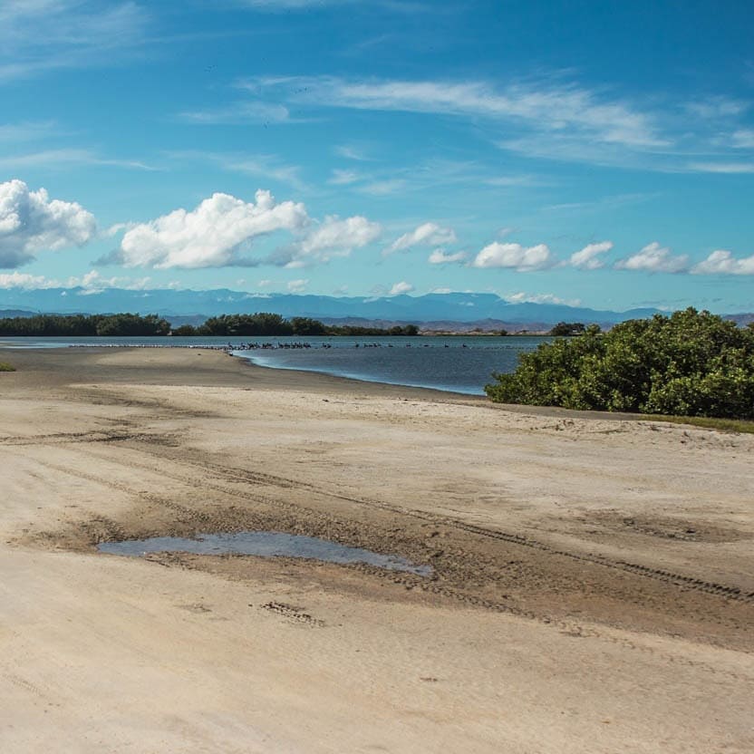 Denuncian talas del bosque manglar de Bahía el Saco en la isla de Coche