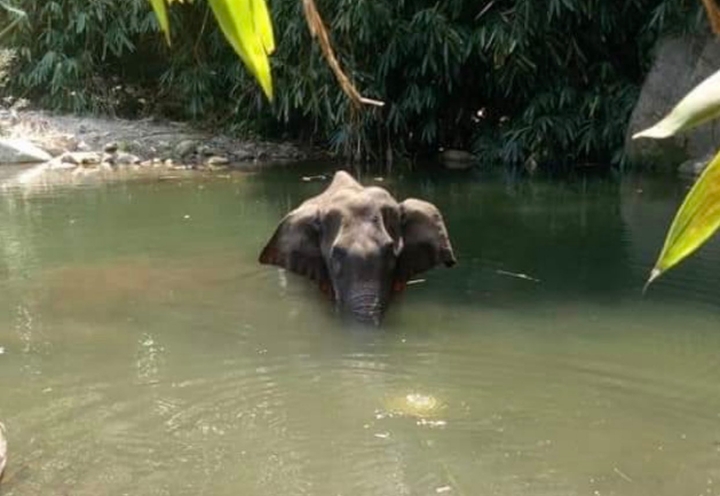 Elefanta embarazada muere por comer una piña llena de petardos