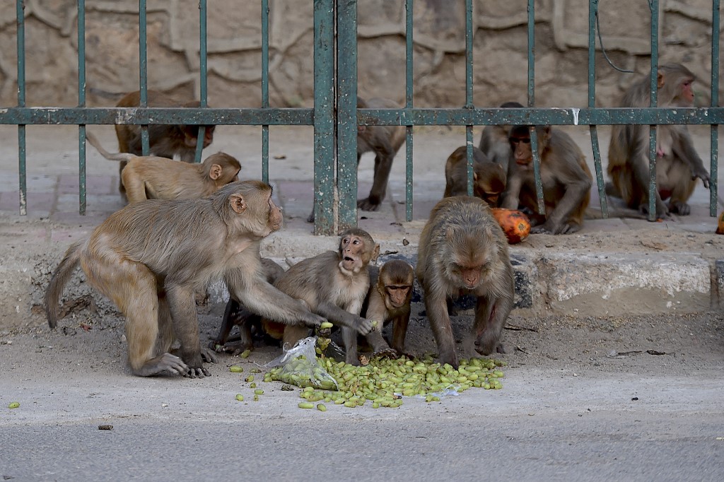 Monos se llevan pruebas de Covid-19 en la India
