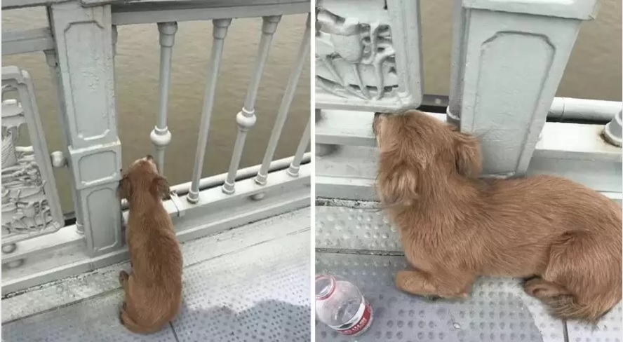 Perro espera durante cuatro días a su dueño en el puente en donde él se suicidó