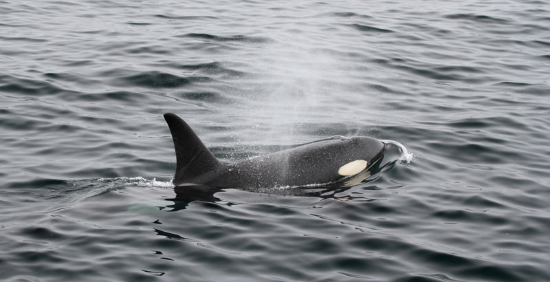 Pescadores margariteños avistaron un grupo de orcas en Cabo Negro