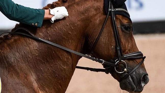 Suspenden por 20 años a jinete tras dopar a su caballo, que fue sacrificado
