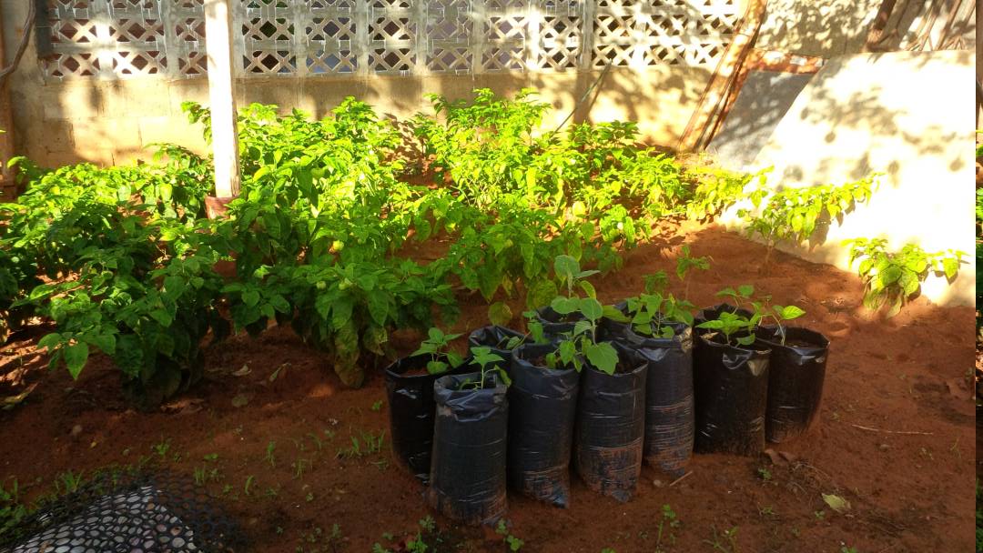 MinAgricultura ofrece plantas de ají margariteño, tomate perita y berenjena