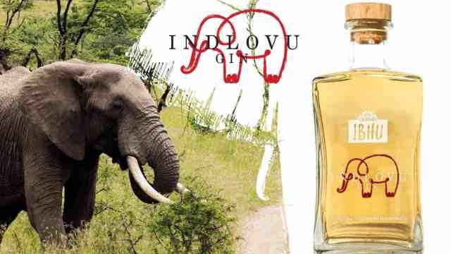 Indlovu Gin, una ginebra hecha con estiércol de elefante