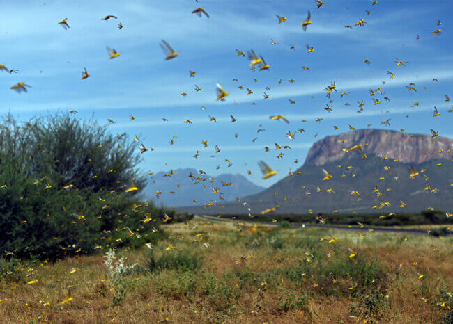 plaga de langostas