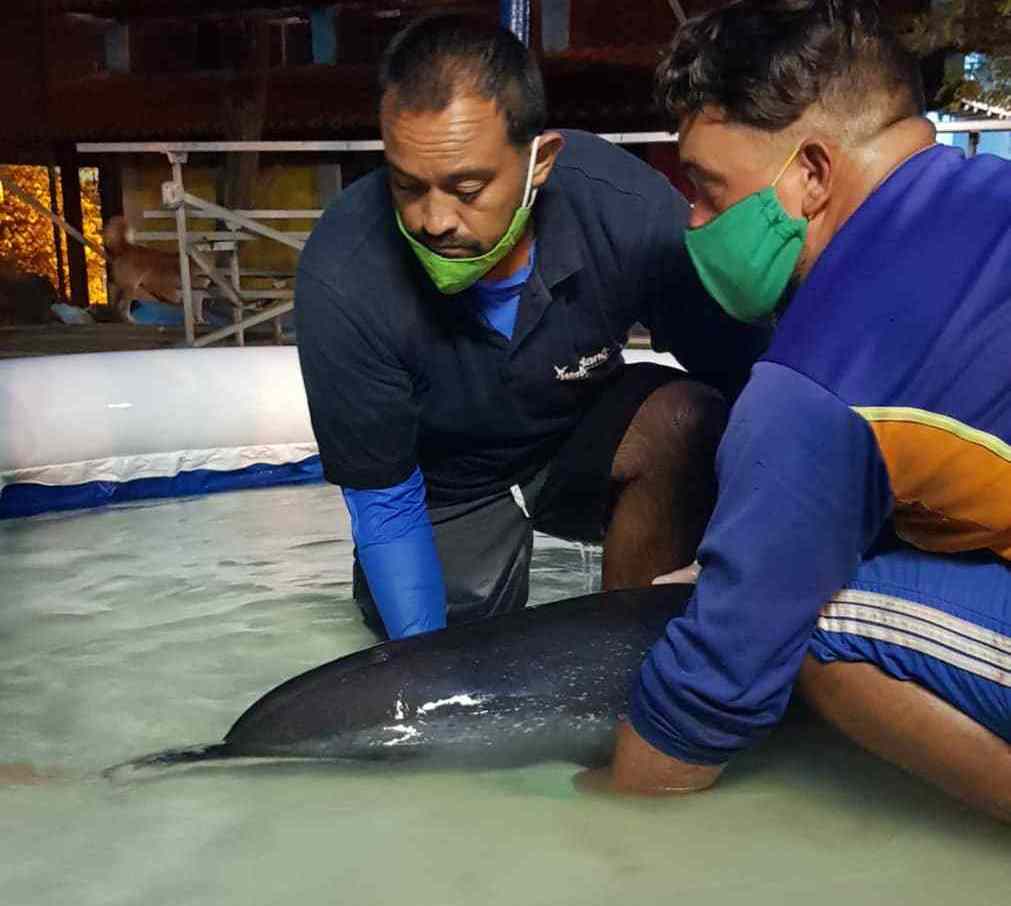 Delfina de Waterland Mundo Marino muere tras 60 horas de lucha para salvarle la vida