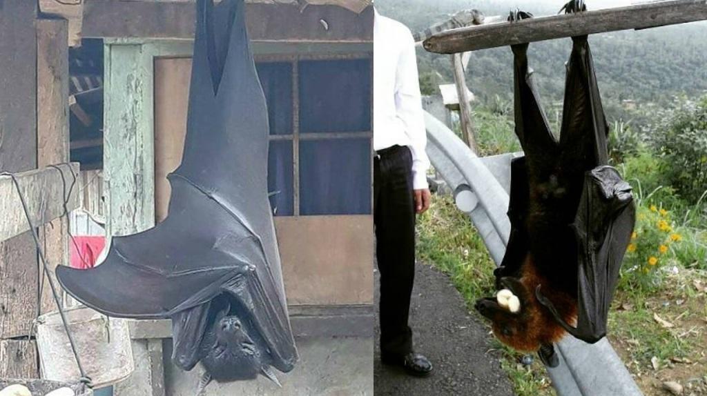Conoce el murciélago “tamaño humano” encontrado en Filipinas (+Fotos)