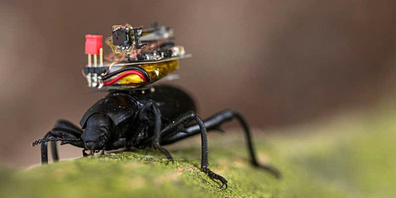 Diseñan una pequeña cámara que puede ser llevada por un escarabajo
