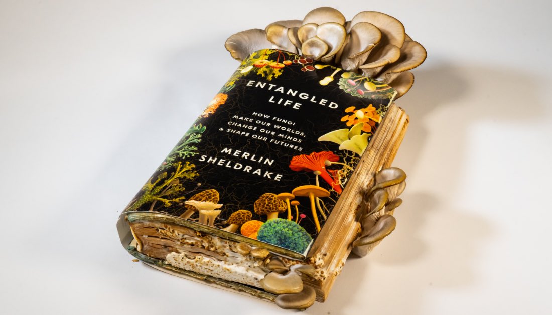 Biólogo cultivó setas en su libro sobre hongos y se las come (+Video)