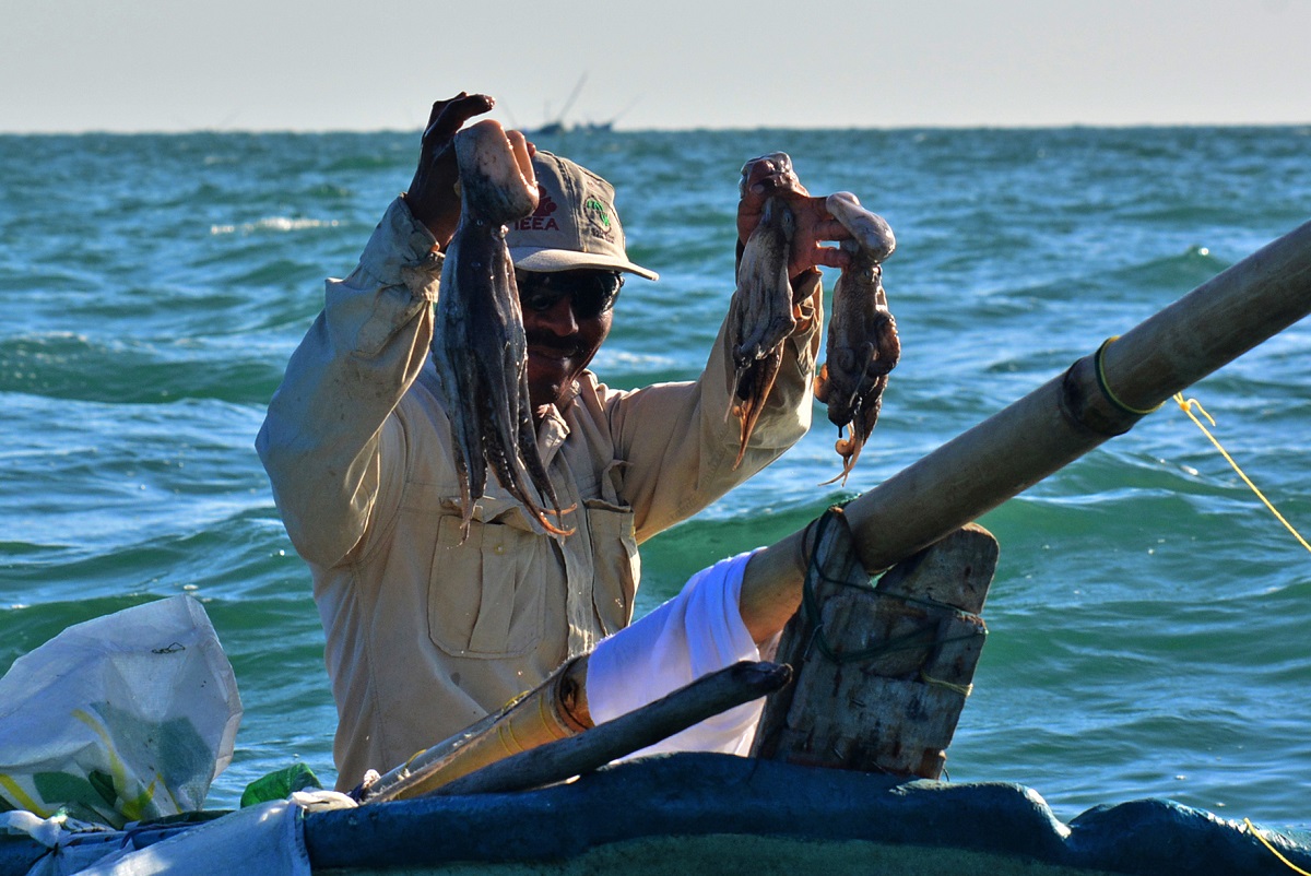 Pescadores margariteños esperan obtener buenos resultados con temporada de pulpo