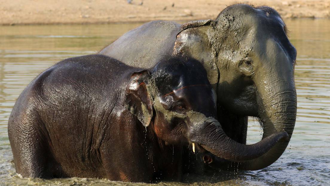 Rescatan a un elefante que cayó de espaldas en una zanja en la India (+Video)