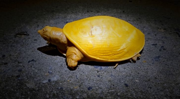 Hallan una rara tortuga completamente amarilla en la India