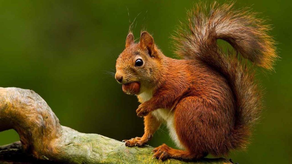 Una ardilla se hace viral al pedir agua (+Video)