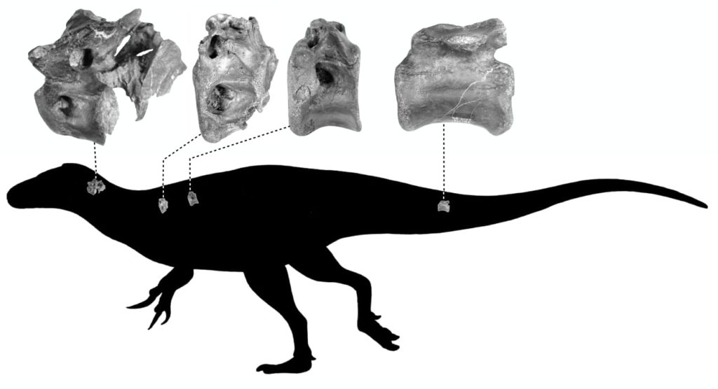 Hallan una especie de dinosaurio de hace 115 millones de años relacionada con el Tiranosaurio Rex