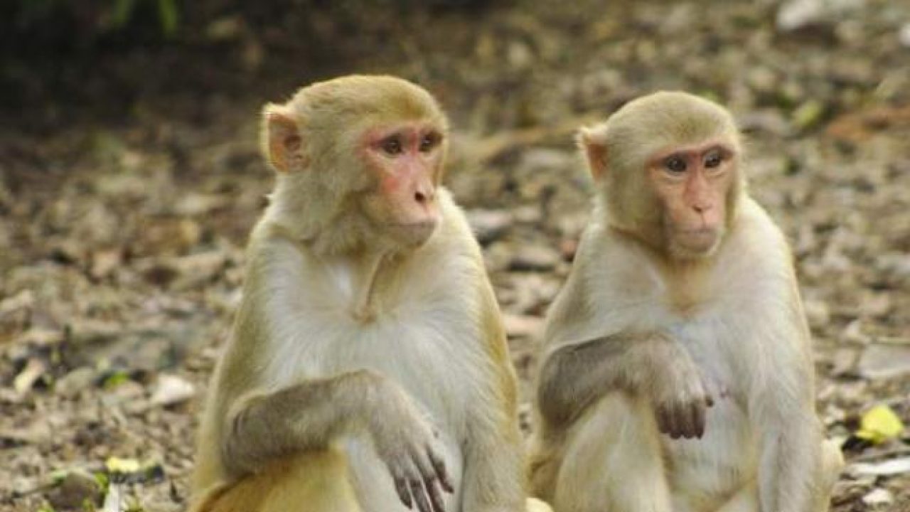 Por esta razón un grupo de monos se declararon en huelga