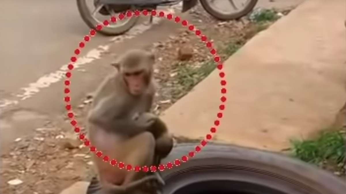 Mono carga durante días el cadáver de su cría y ha conmovido a los usuarios de las redes