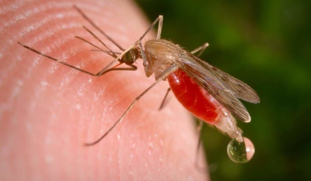 1300 casos de paludismo