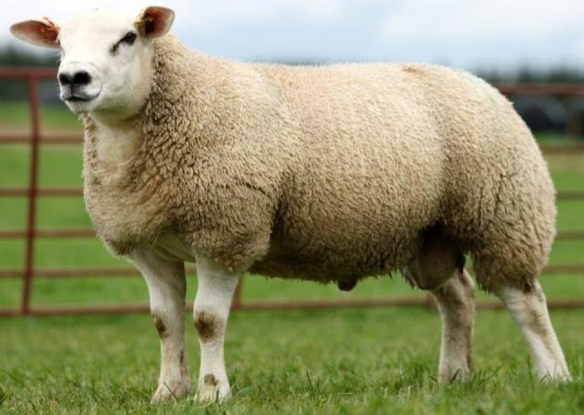 Subastan una oveja por un el precio récord de 490.000 dólares