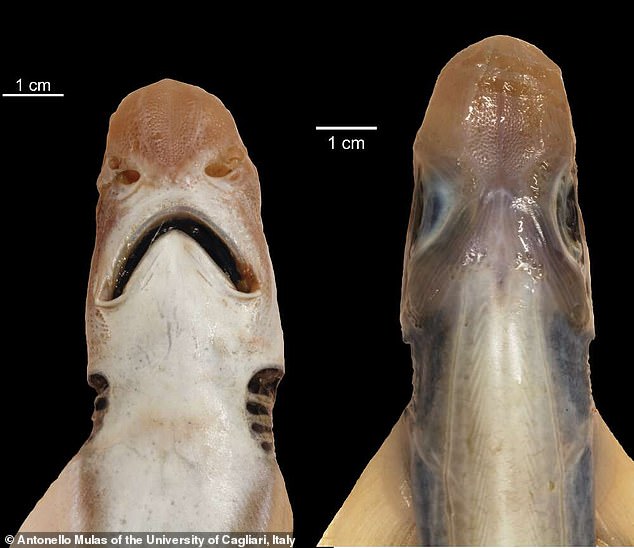 Capturan a un raro tiburón sin piel y sin dientes en aguas del Mediterráneo