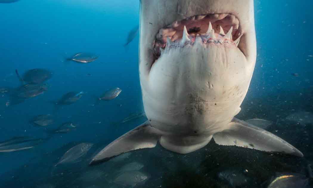 Un tiburón es redescubierto después de 120 años “perdido”