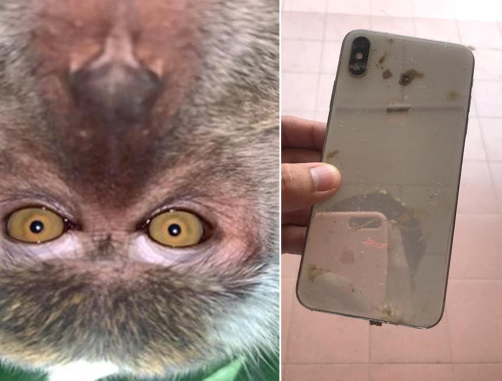 Un mono toma prestado un teléfono móvil y se saca selfis (+Foto)