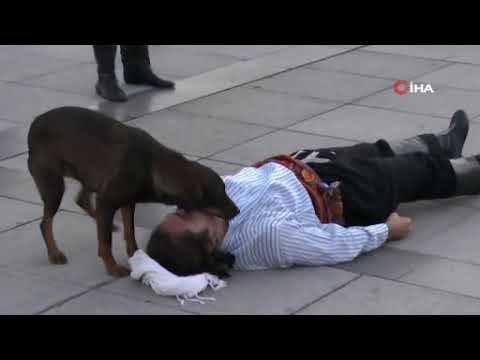 Perro callejero ayuda a un actor que fingía estar herido (+Video)