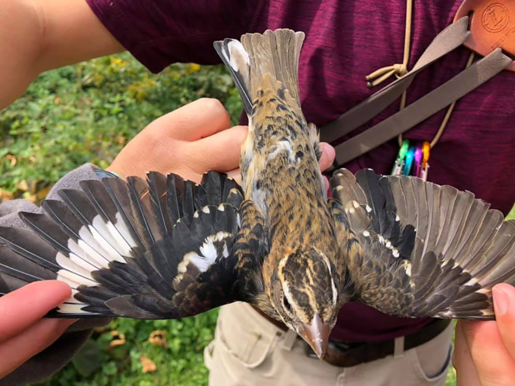 Descubren un raro pájaro mitad hembra y mitad macho (+Fotos)