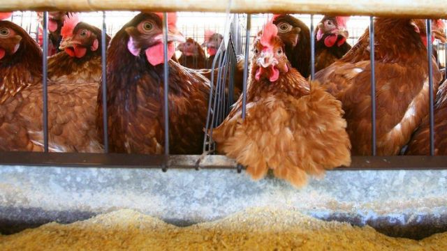70 mil pollos podrían ser sacrificados por brote de esta gripe en Alemania