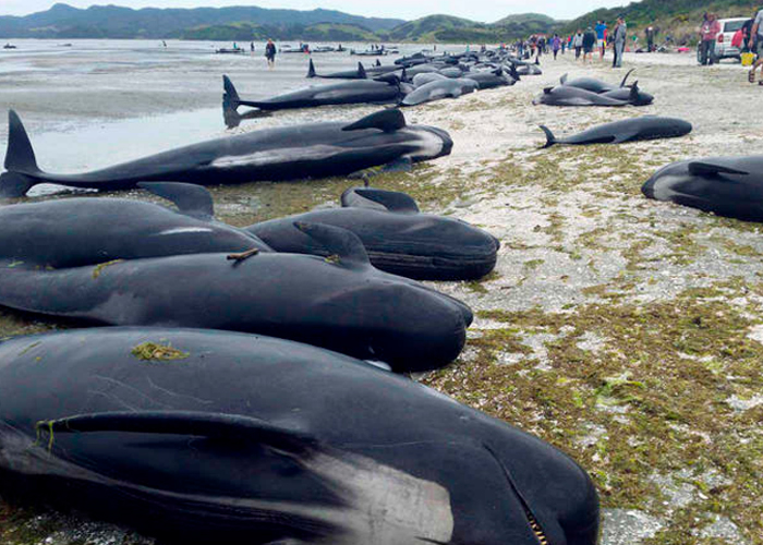 Cerca de un centenar de ballenas piloto murieron varadas en Nueva Zelanda