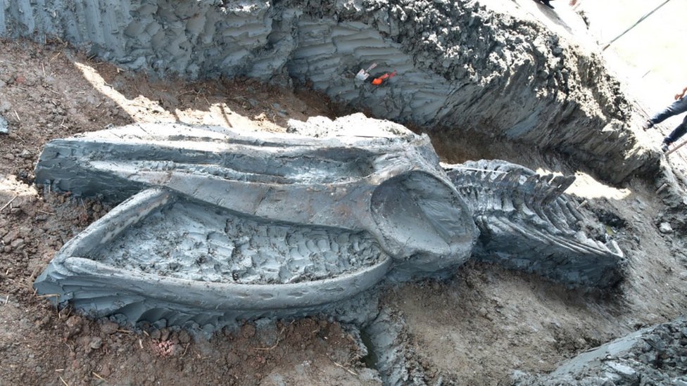 Descubren en Tailandia un esqueleto casi intacto de una ballena de al menos tres mil años (+Fotos)