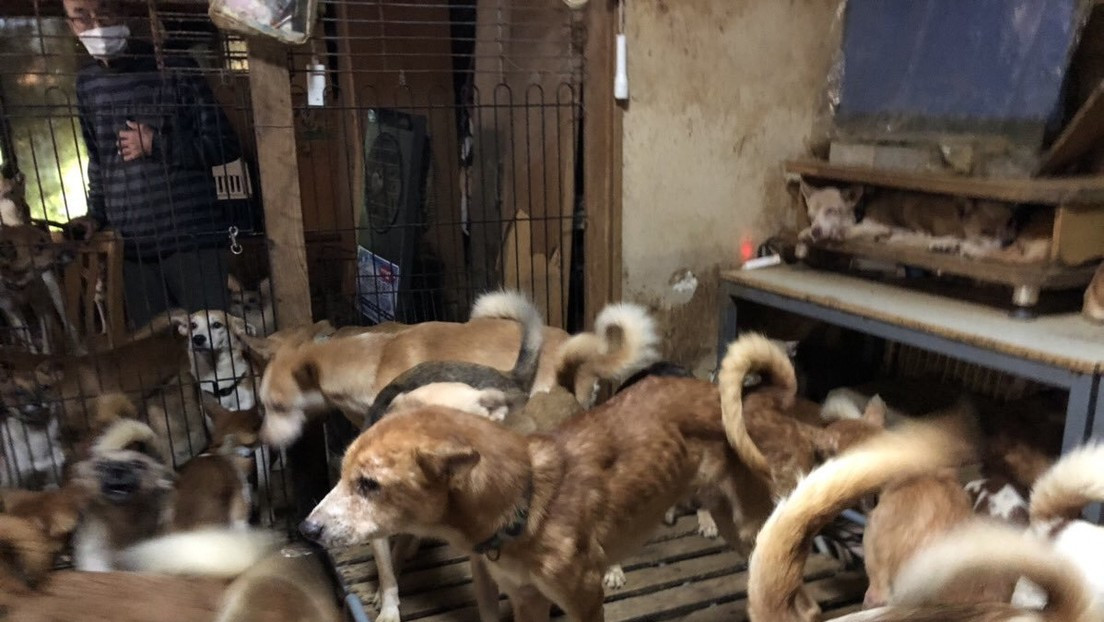 Encuentran 164 perros en pésimas condiciones en Japón (+Video)