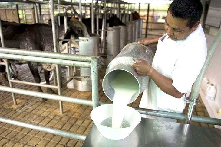 Industria láctea opera entre un 15% y 20% de su capacidad instalada en Venezuela