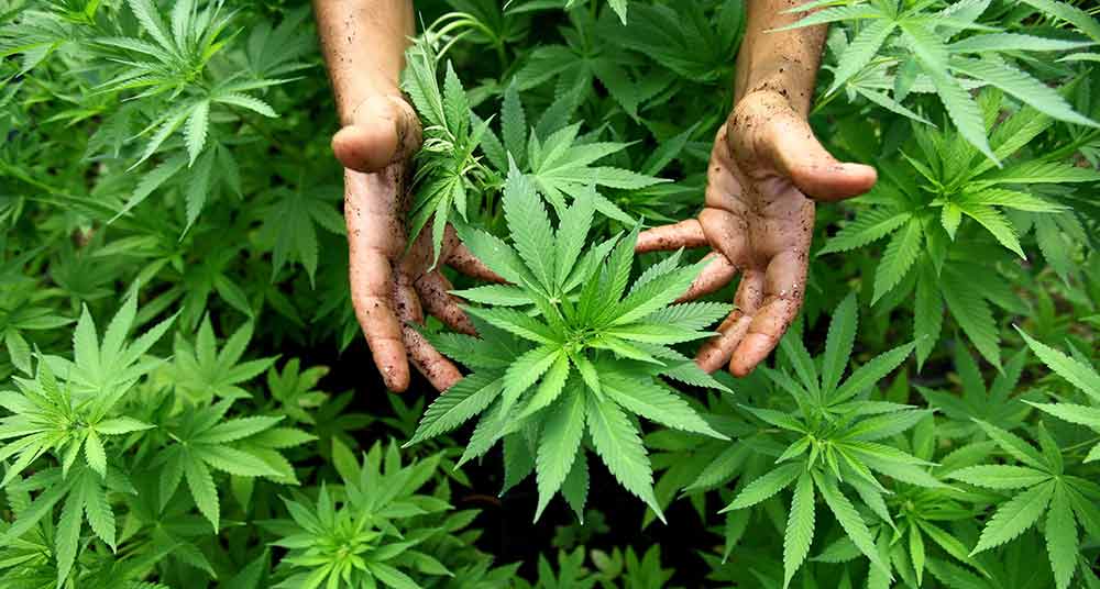 Oficial: ONU reconoce las propiedades medicinales de la marihuana