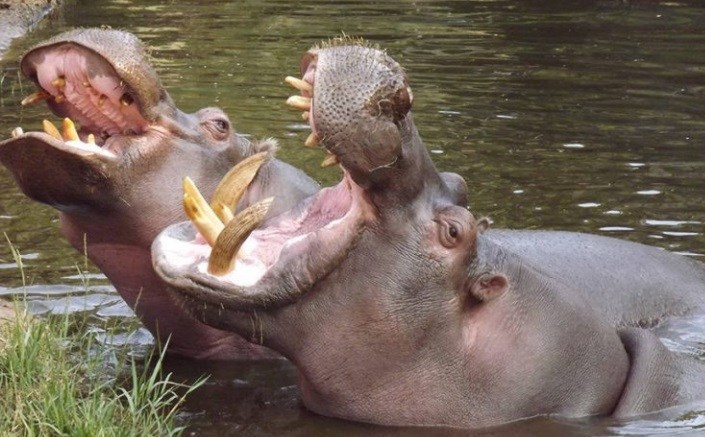 Advierten que los hipopótamos de Pablo Escobar suponen una amenaza ambiental y piden sacrificarlos