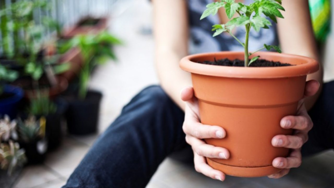 Estudio revela que tener plantas en casa ayuda a hacer más llevadero el confinamiento