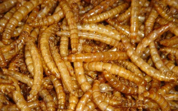 Oficialmente: UE reconoce que el gusano de la harina es un alimento seguro