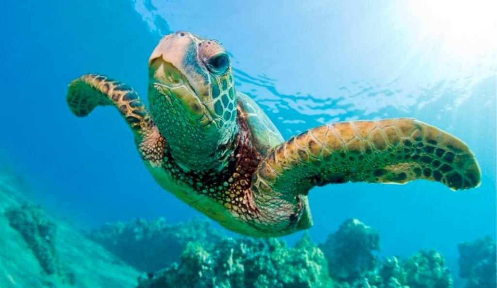 Mueren 19 personas en Madagascar al consumir carne de tortuga marina