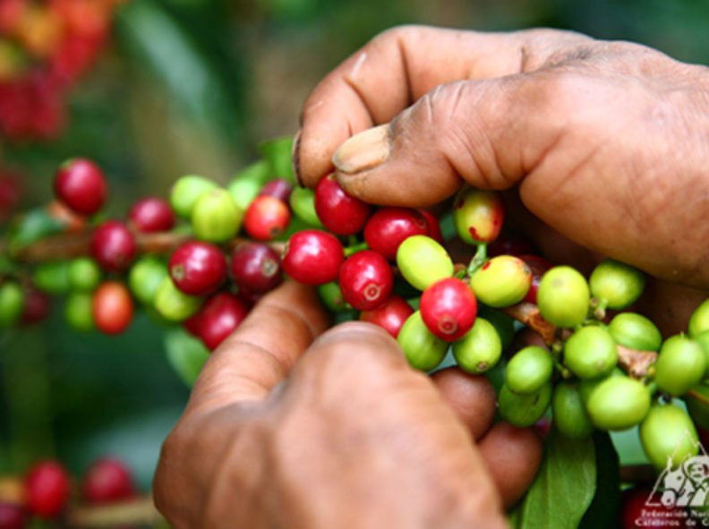 Producción de café disminuye un 80% en Venezuela, según Fedeagro