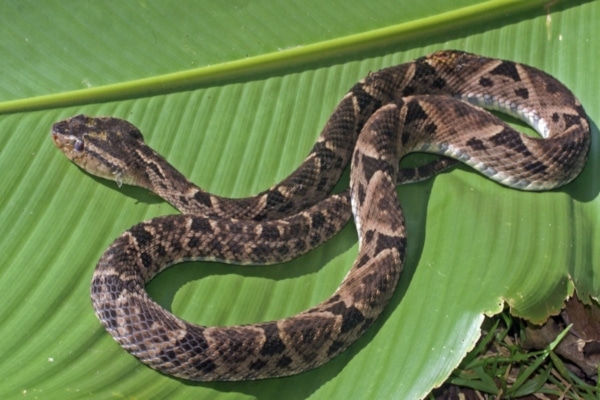 Trujillo es declarado zona endémica para picaduras de serpientes