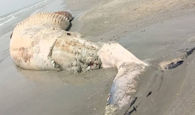 Reportan que una ballena muerta varó en La Restinga