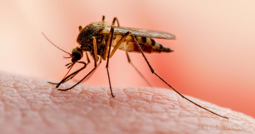 Gobernador de Vargas negó que en la entidad exista brote de malaria