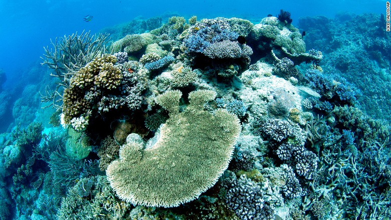 Unesco no incluirá a la gran barrera de coral australiana en lista de Patrimonio Mundial en Peligro