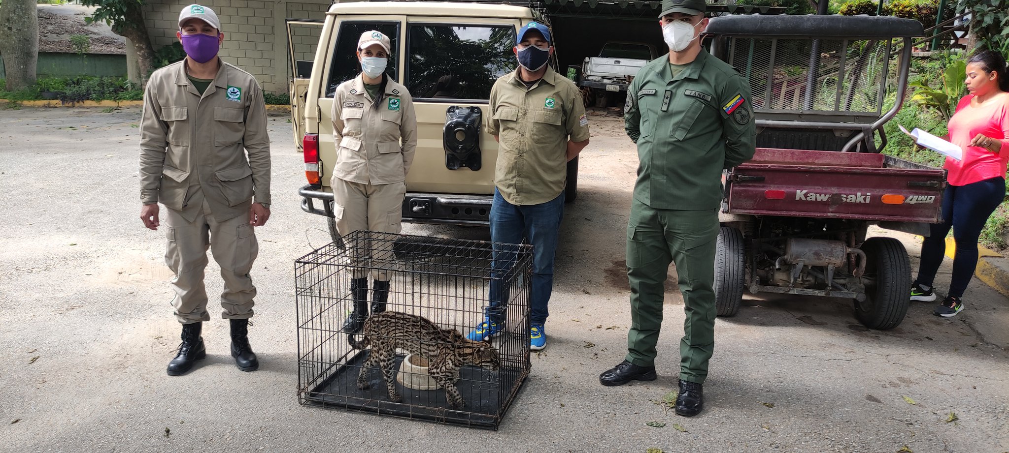 Rescatan a un cunaguaro en cautiverio en el 23 de enero (+Fotos)